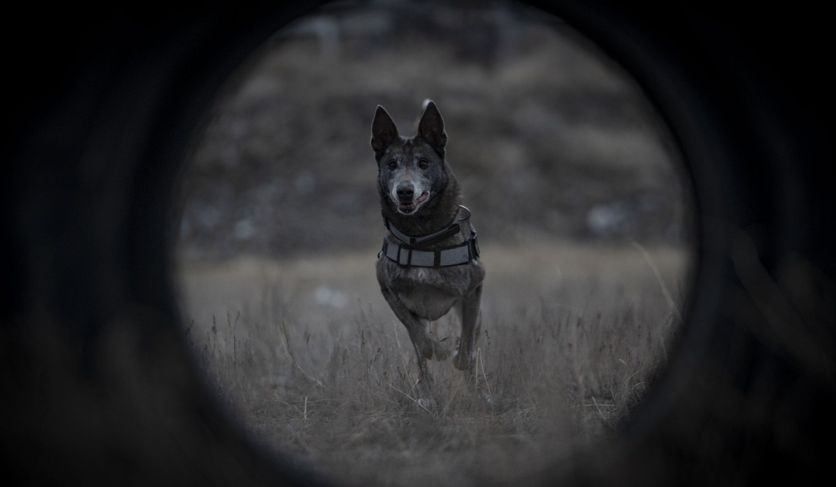 Фото: турецкая газета Daily Sabah