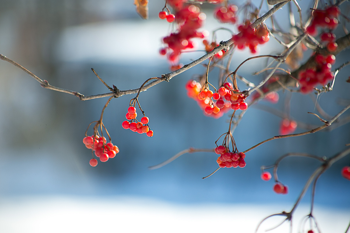 Автор фото Елена Якимова / Greenfingers