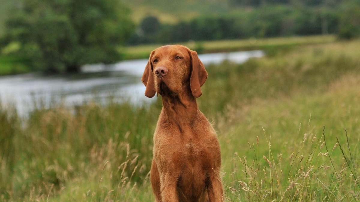    Венгрия — родина сразу нескольких пород, завоевавших популярность по всему миру