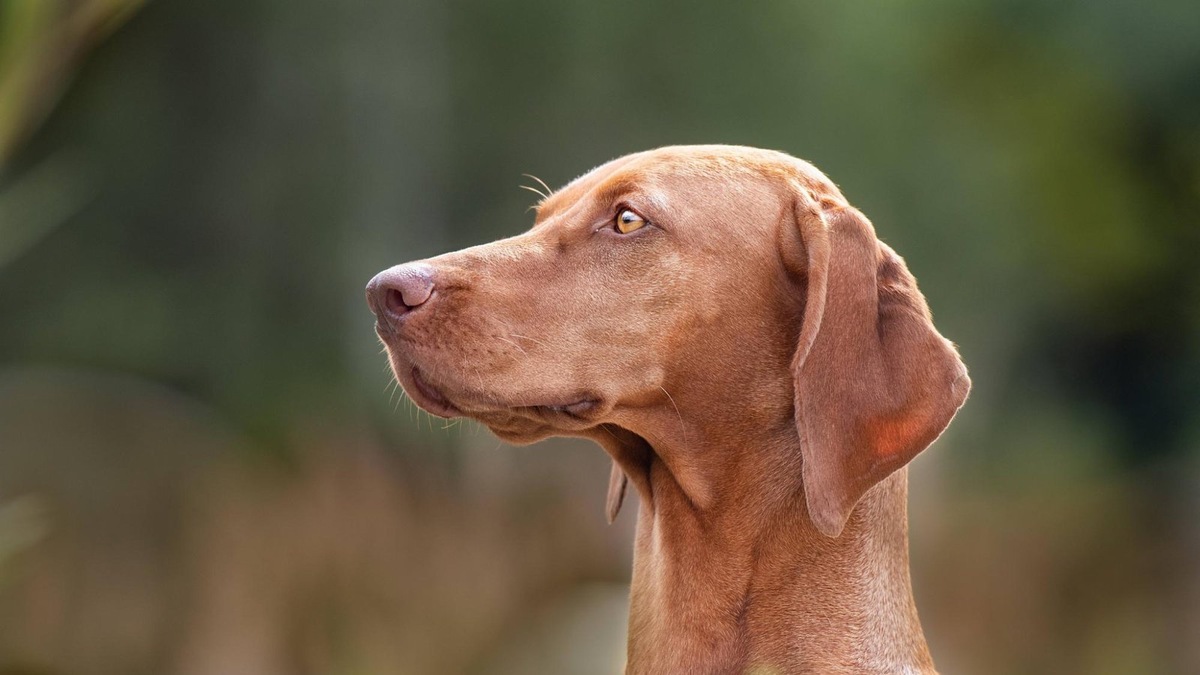    Выжла хорошо подходит активным людям