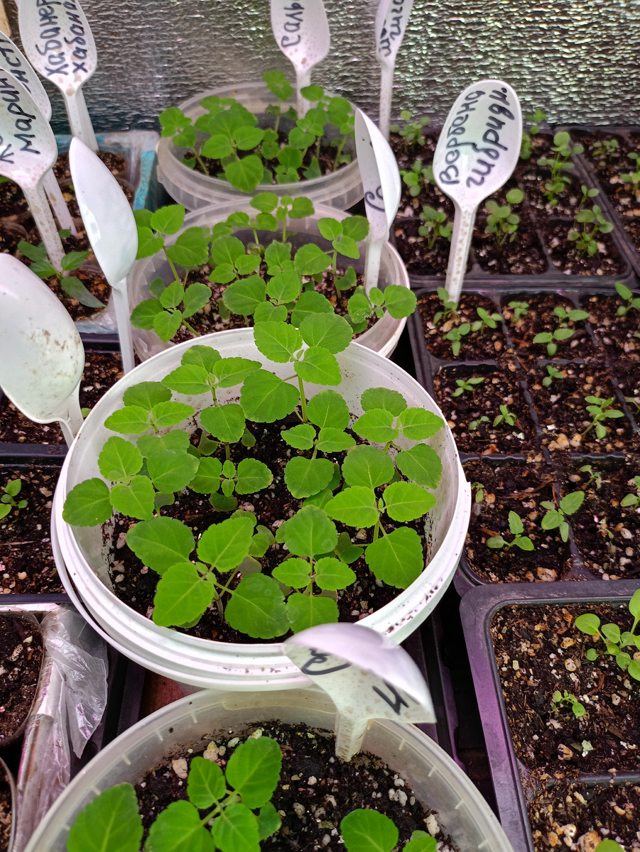 20 марта 2025 года