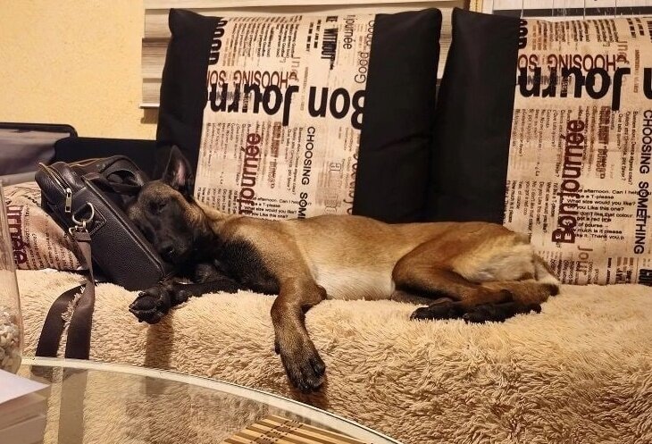 Делает вид, что спит, когда речь заходит о вольере. 