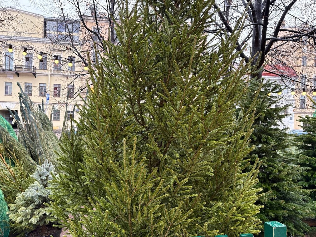 Фото: Neva.Today