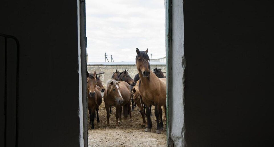    РИА «Новости»