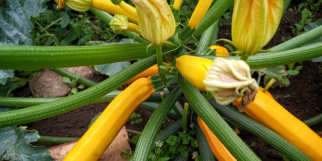 Лучшие и худшие сорта кабачков по мнению читателей: без рекламы и иллюзий