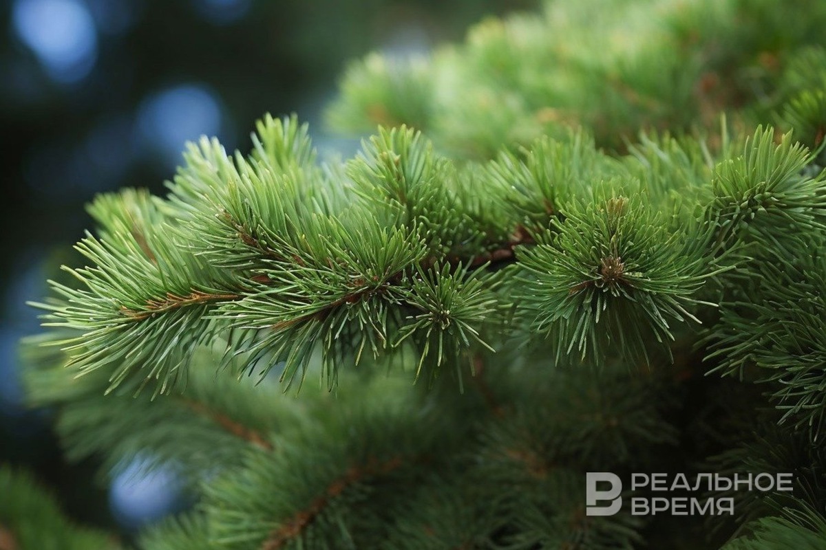   Реальное время / realnoevremya.ru