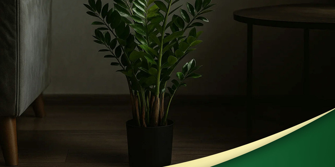 Какие цветы можно держать в спальне и не переживать за сон