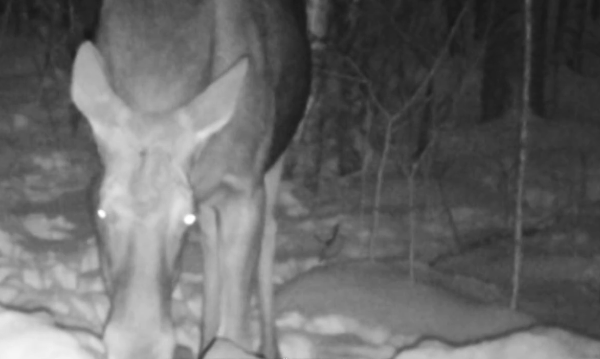 Фото: скриншот видео / https://t.me/kazdoytvaripopare