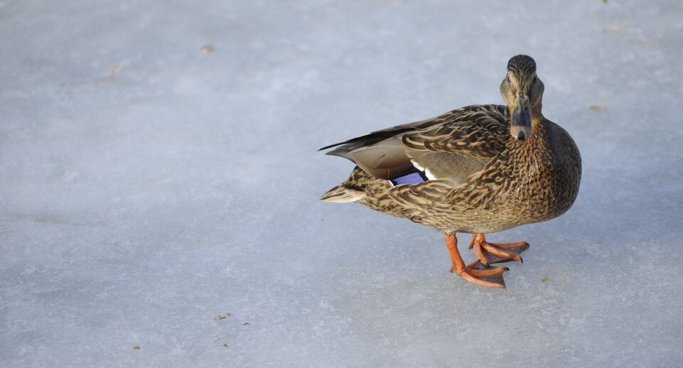    Медиасток.рф