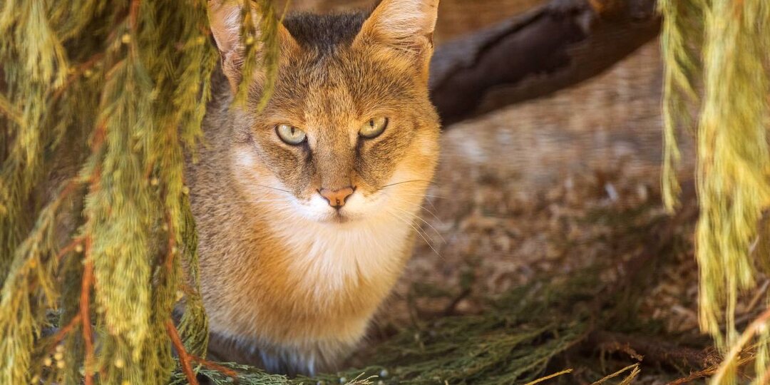 🐈 Домашняя рысь или дикий зверь? Вся правда о содержании камышового кота