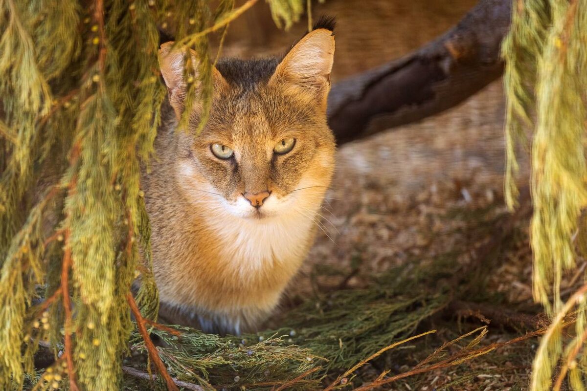Взгляд, в котором читается древняя мудрость Нила.