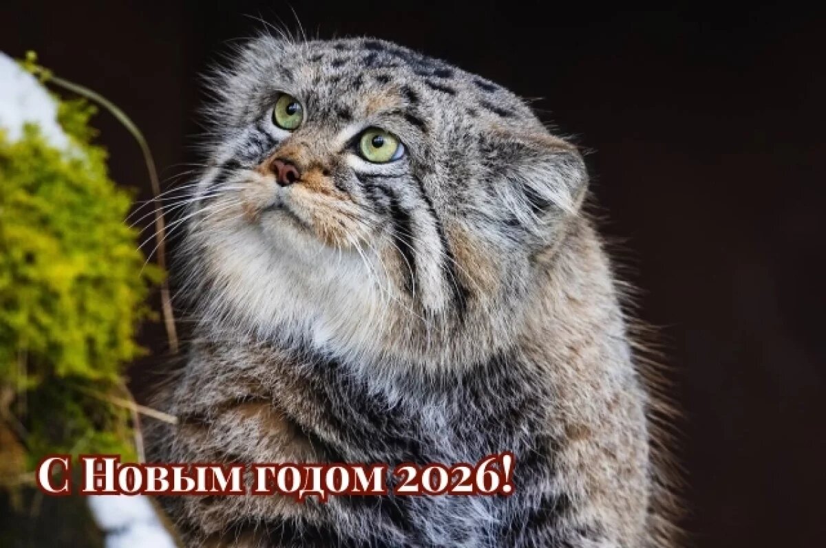    Уютные и смешные.