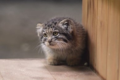 Кто родился в Новосибирском зоопарке в 2025 году