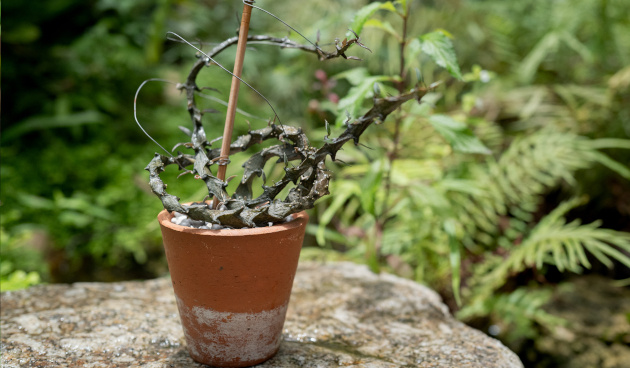    Церопегия Боссери. Фото: Iron Casper / Shutterstock / Fotodom