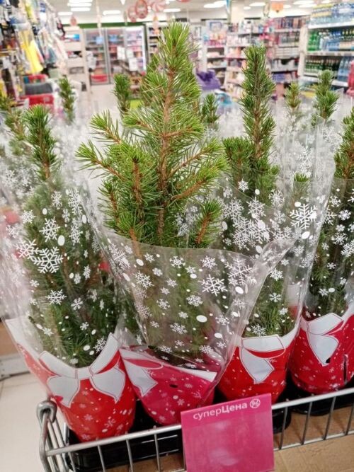 Ель "Коника" продается в супермаркете перед Новым годом