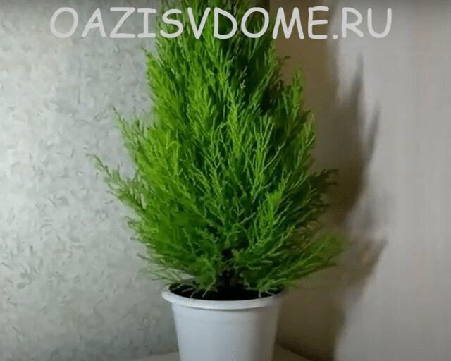 Кипарис дома в горшке