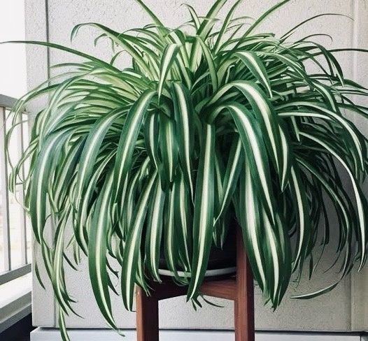 Почему хлорофитум плохо растёт и не пышный