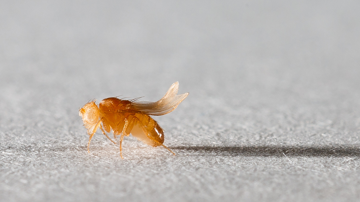 Источник: Пресс-служба РНФ