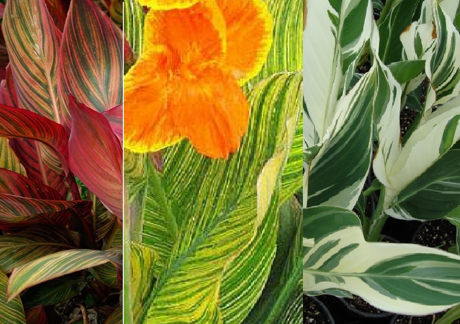 Слева направо: Тропикана, Претория, Штутгарт (коллаж картинок из интернета0