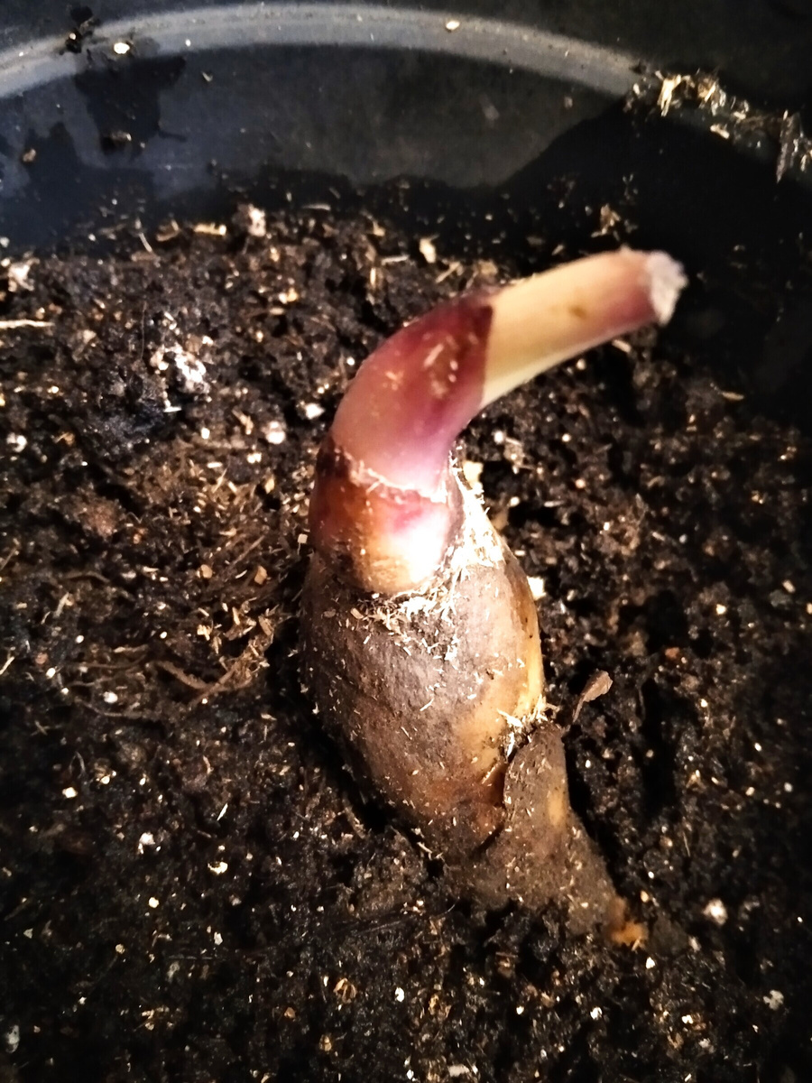 Претория в середине апреля