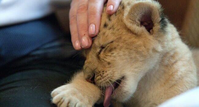    РИА «Новости»