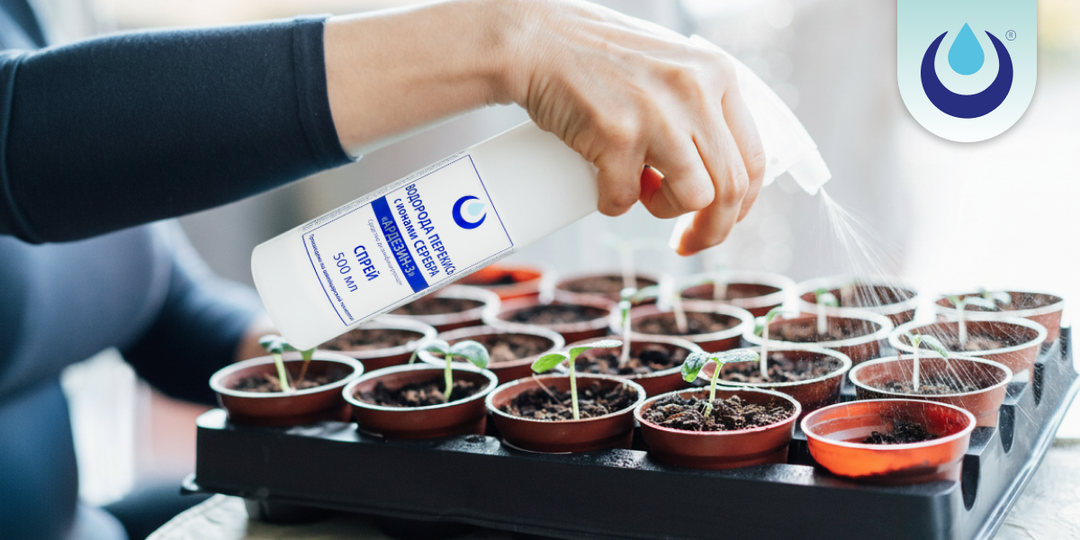 Домашние цветы будут расти лучше: как правильно использовать перекись водорода