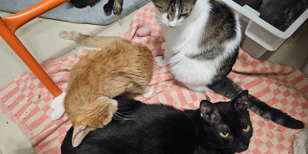 Помогите спасти кошек в приюте.