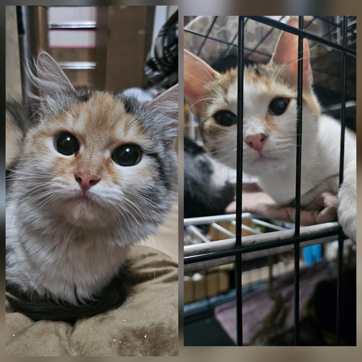 Фото автора. Девочкам сегодня не хорошо было всю ночь.