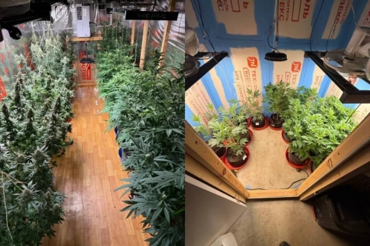    В Красноярске полицейские нашли бункер с коноплей