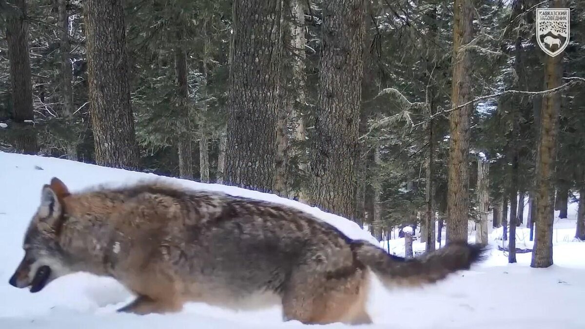    фото:Кавказский государственный природный биосферный заповедник