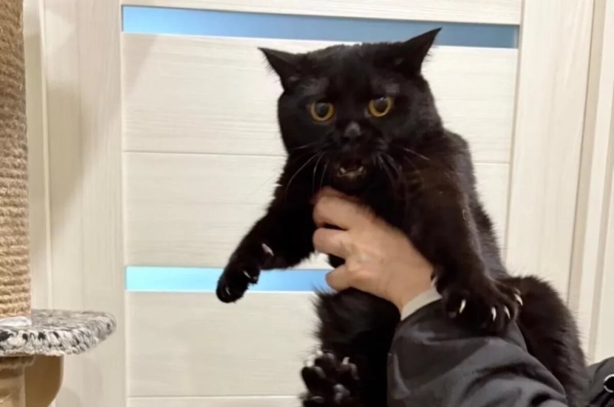    Опубликован новогодний график работы ветеринарных кабинетов в Петрозаводске