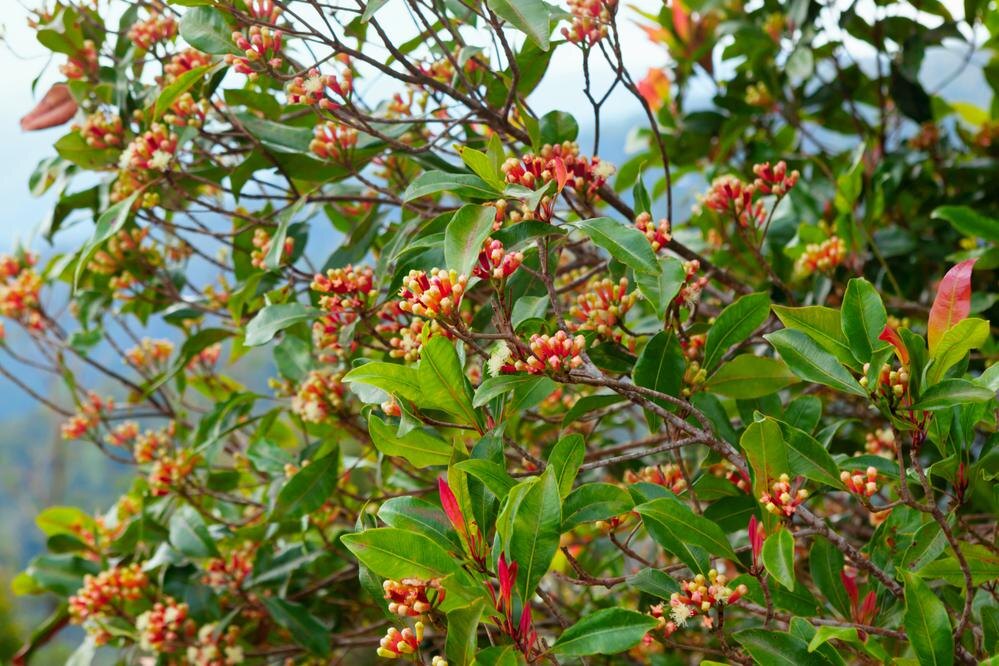 Shutterstock📷Цветочные бутоны собирают еще нераскрывшимися, когда они содержат наибольшее количество масла