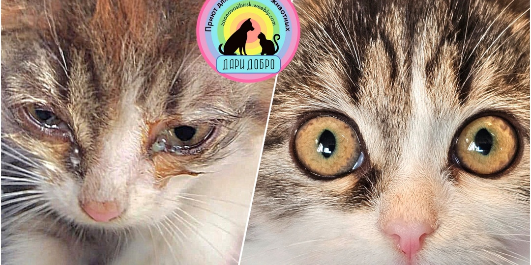 Мы думали она не выживет! Хорошо что мы ошиблись! 😊🙏Счастливое спасение Майки!