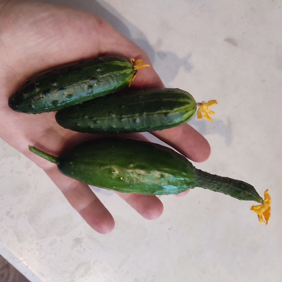 Урожай в зимнем мини-огородике 