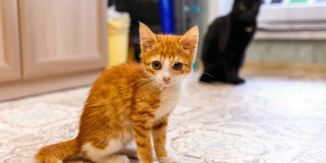 Котенок, выброшенный на помойку