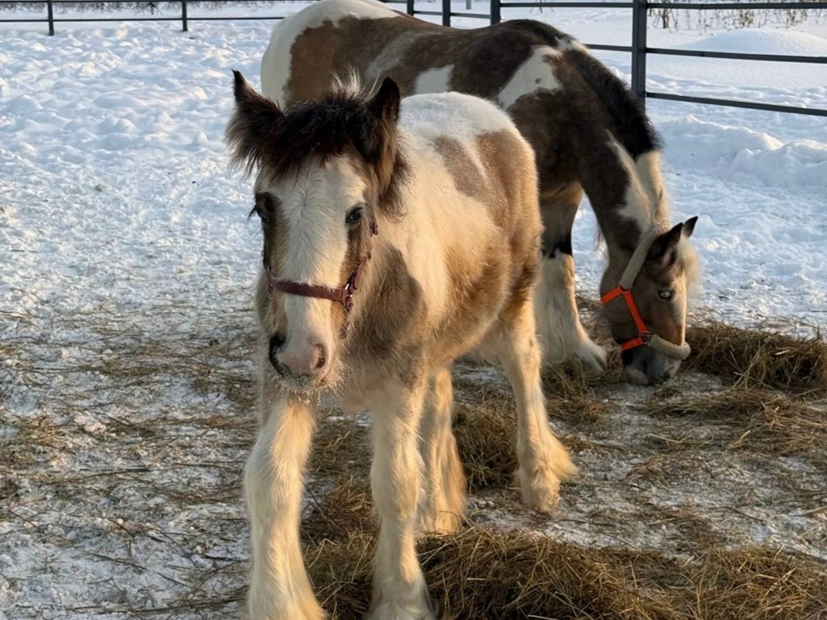   Лошади породы Тинкер