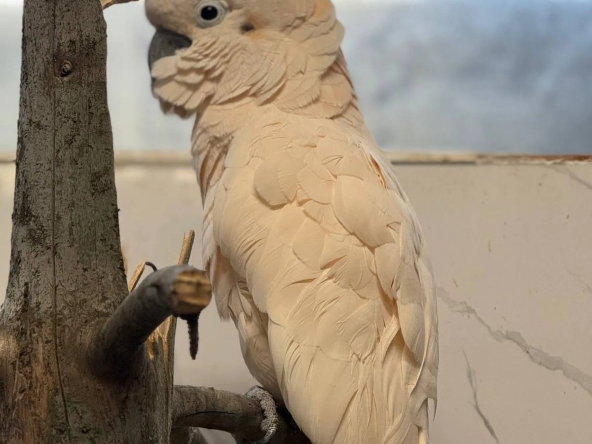    Молуккский какаду может издавать звуки в 140 дБ