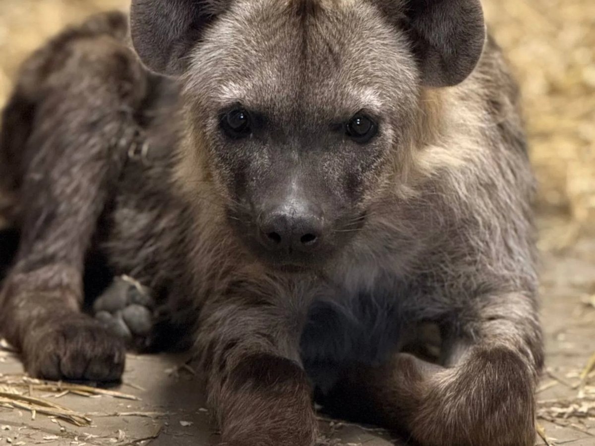    Гиены приехали их ЮАР