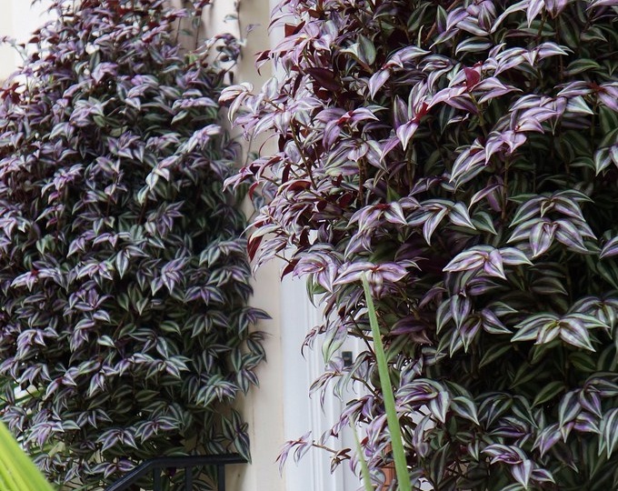 В чём секрет пышной шапки традесканции: делюсь личным опытом