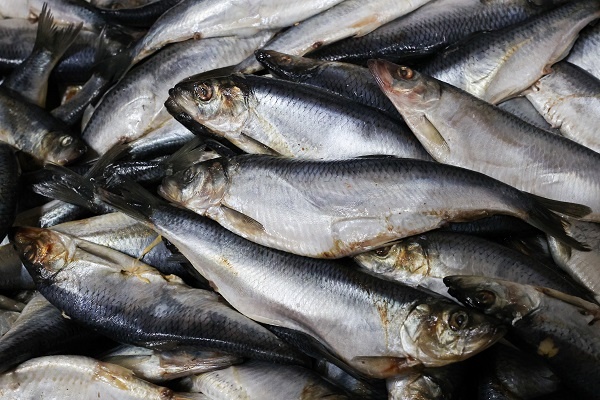 Фото: Александр Полегенько/ТАСС