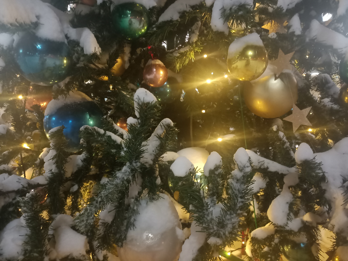 Ёлки предновогодние - заснеженные 