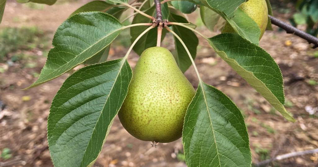 Золотой листопад: как опавшая листва груши становится эликсиром для вашего сада