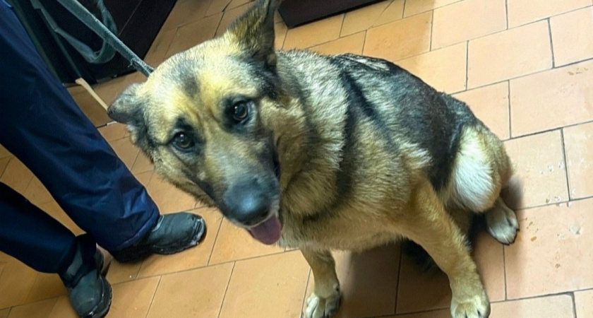    Фото "Кирово-Чепецкая ветеринарная станция"