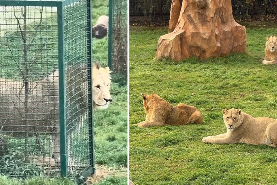    Симба стал вожаком в маленьком прайде. Фото: @olegzubkov68