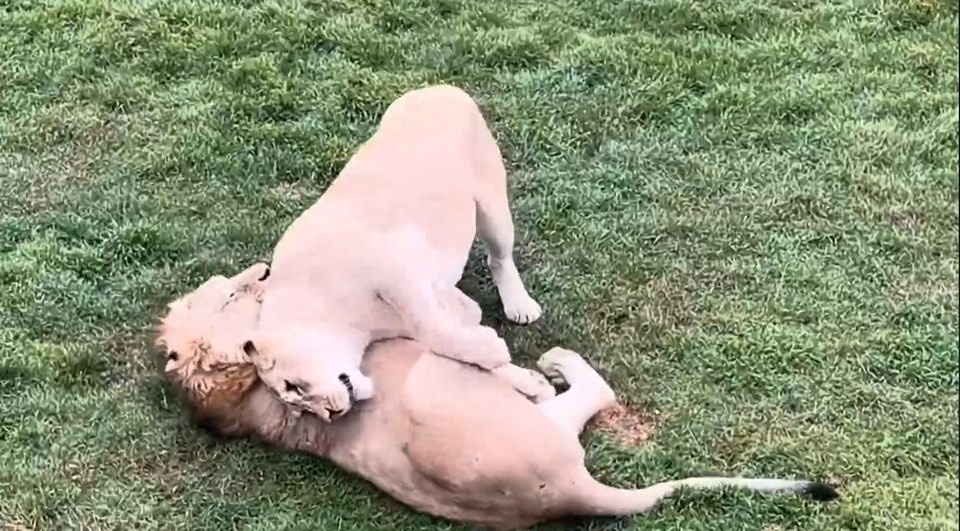    У Симбы первая любовь. Фото: Tg-канал Олега Зубкова