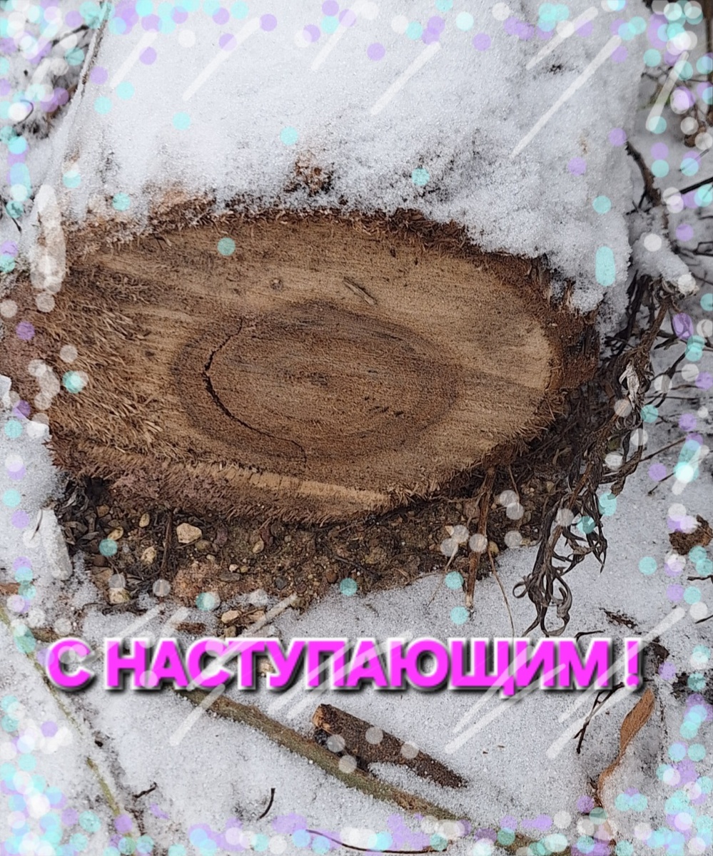 Старые годовые кольца. Фотоколлаж - собственность автора канала "ТАК НАДО".