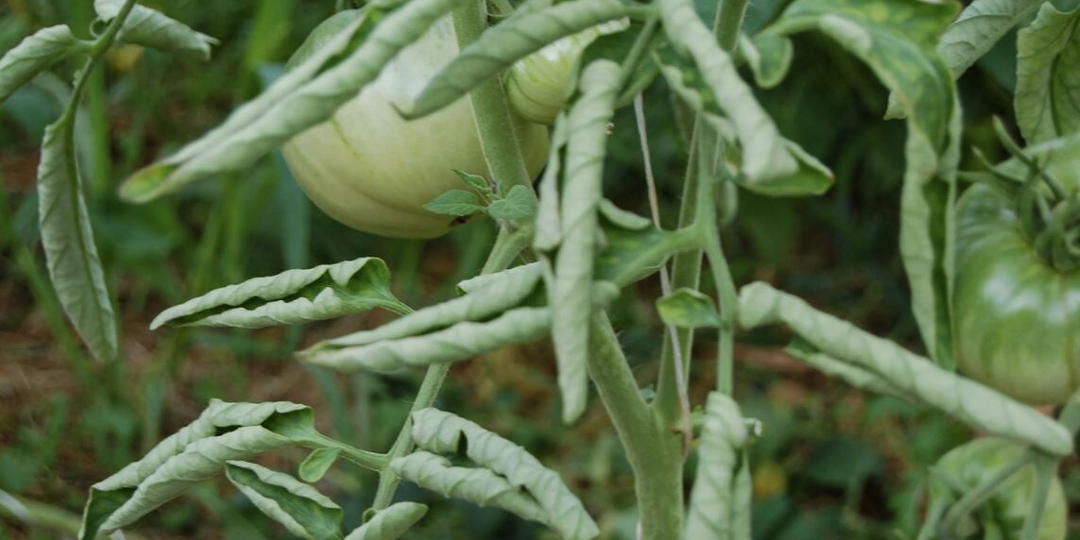 Листья-сигналы: о чём шепчут скрученные листья томатов и как им помочь