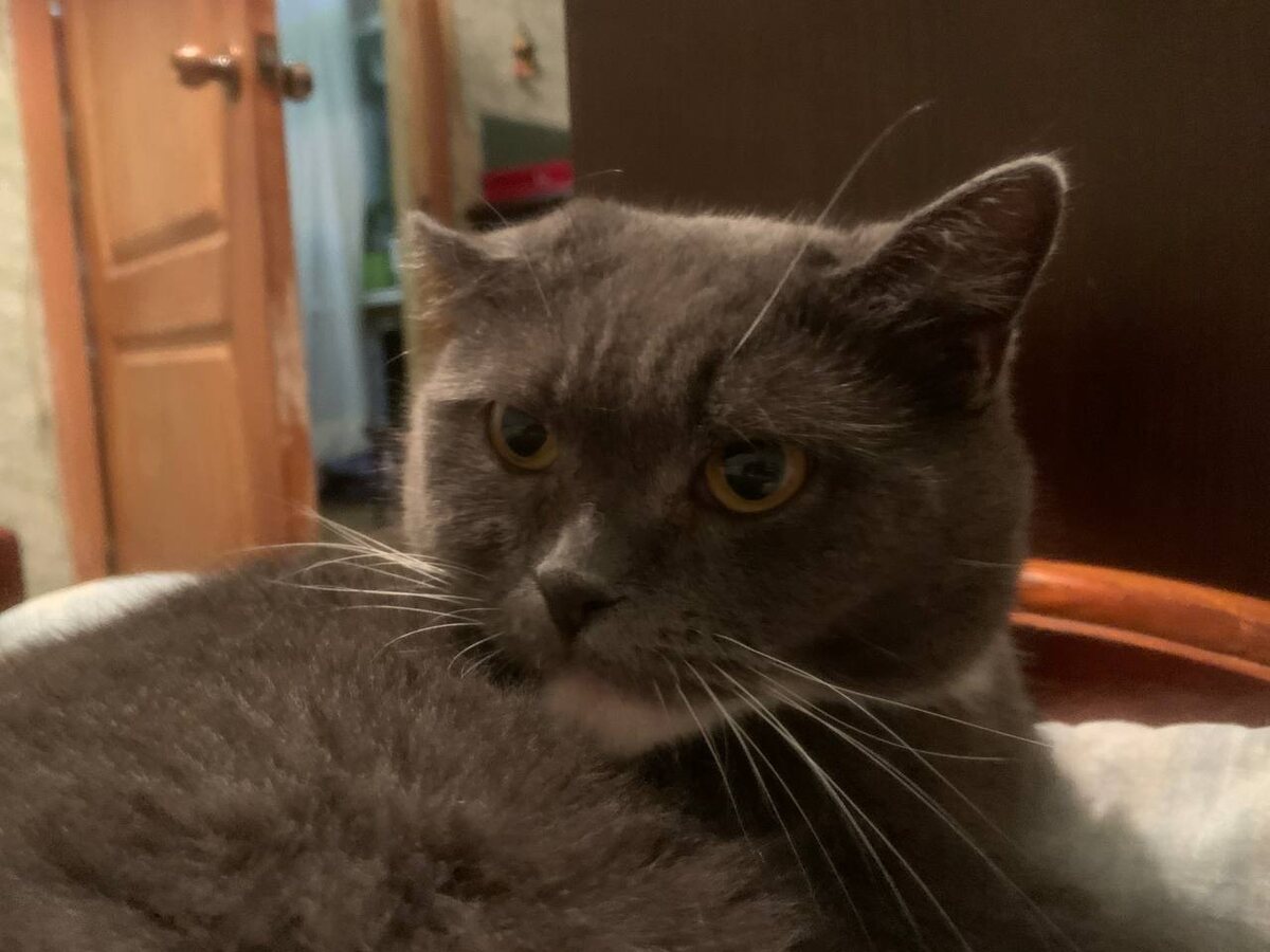 Кошечка Бонифация 