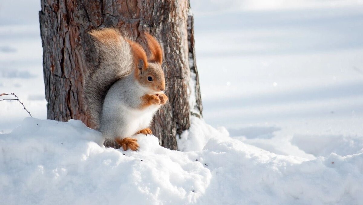    Как животные выживают в снег в Ростовской области   1MI