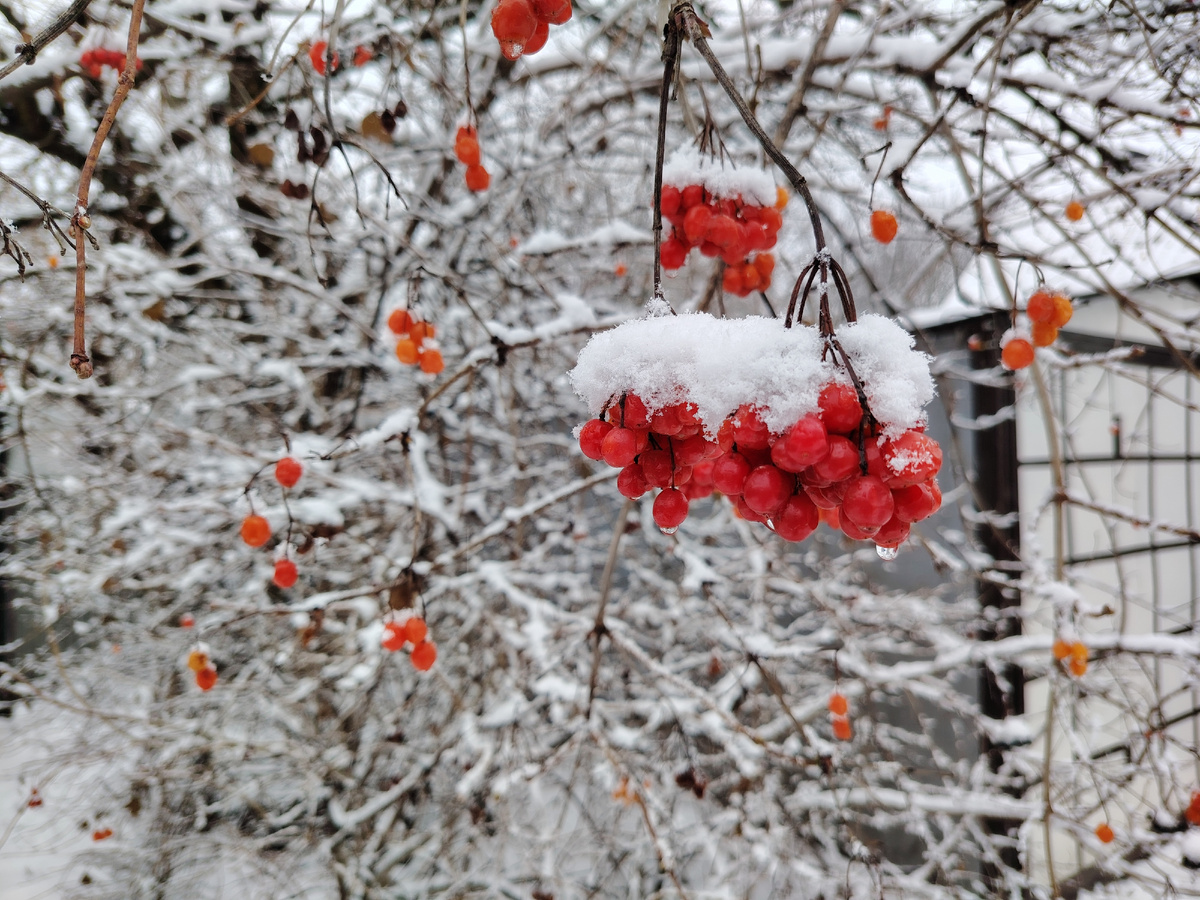 Калина в моём саду